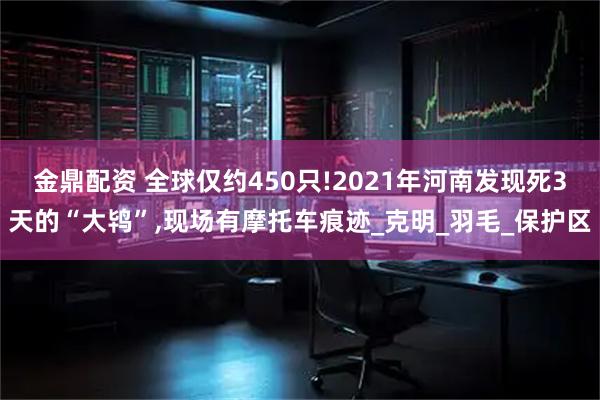 金鼎配资 全球仅约450只!2021年河南发现死3天的“大鸨”,现场有摩托车痕迹_克明_羽毛_保护区